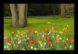 Keukenhof Hollandia 071